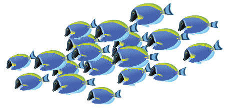 Colorful tropical fish swimming in the Angkor Wildlife & Aquarium exhibit.