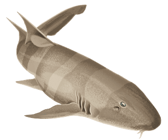 Shark