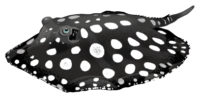 AWA Sting Ray
