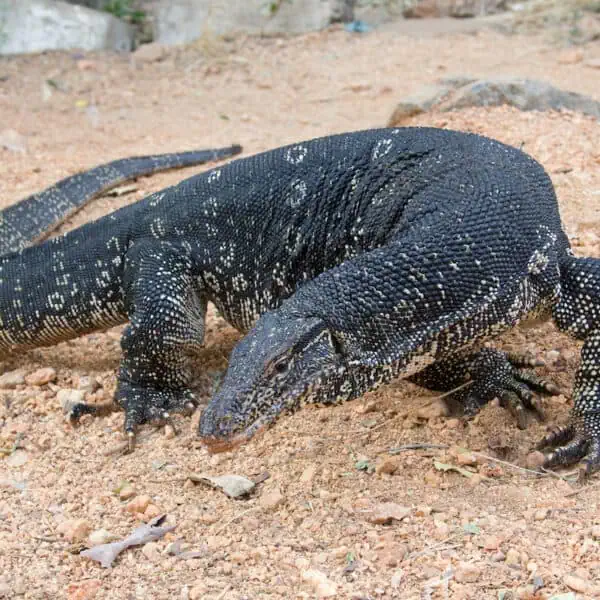 Angkor Wildlife - Asian Water Monitor Lizard