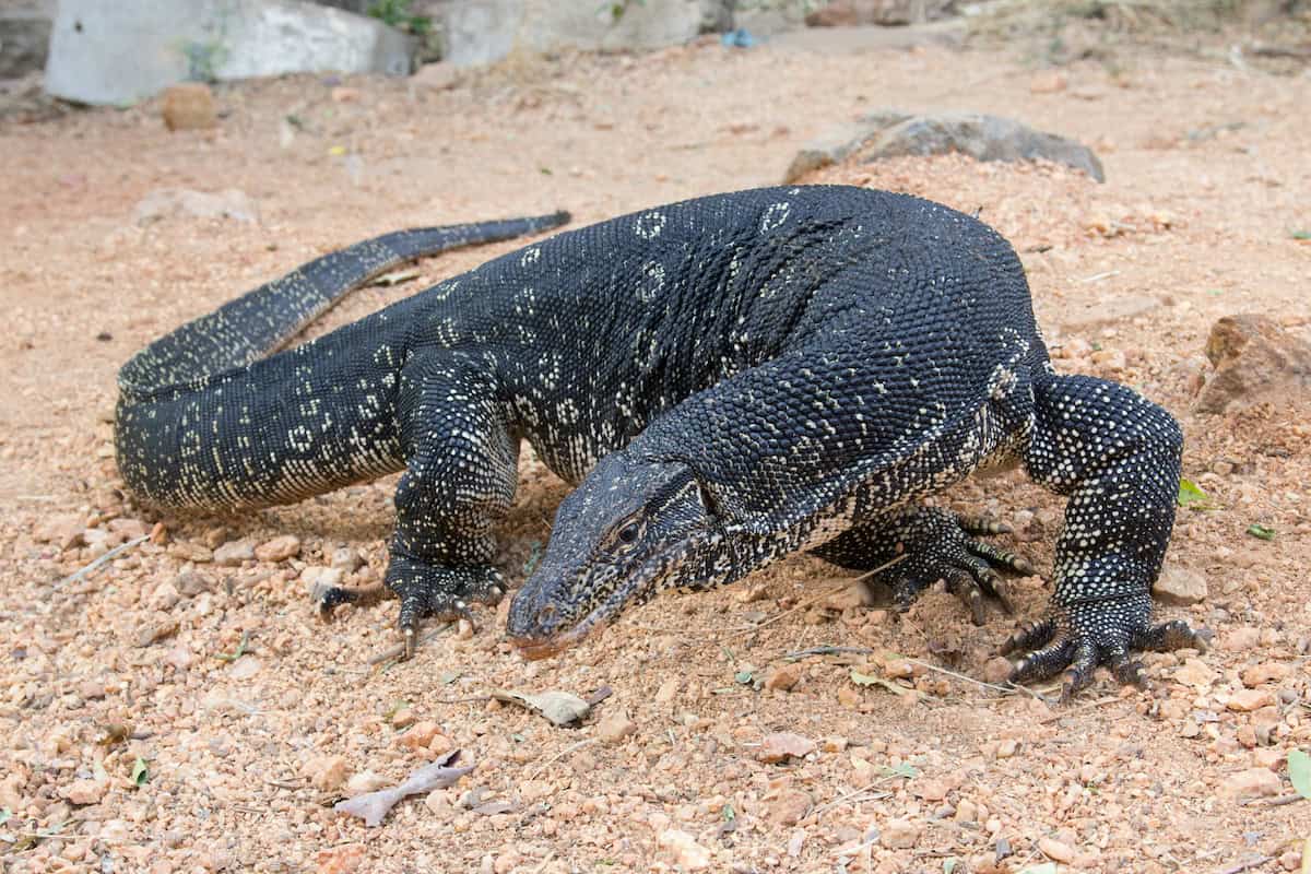 Angkor Wildlife - Asian Water Monitor Lizard