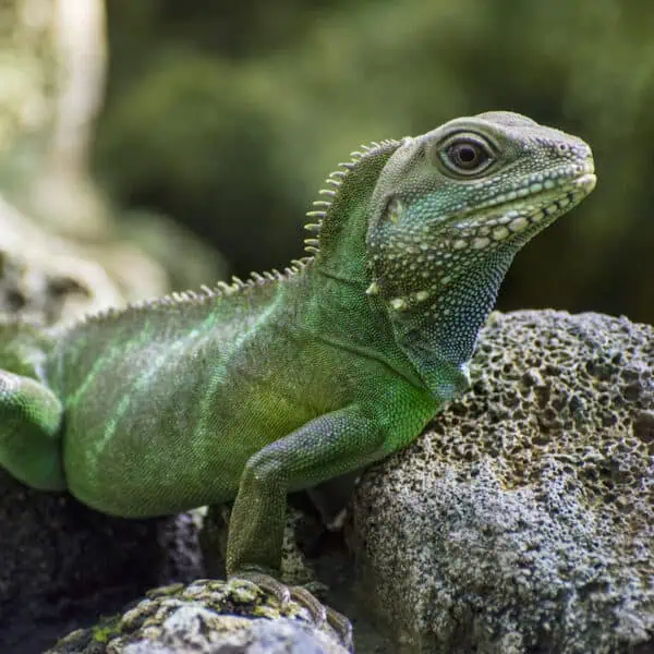 Angkor Wildlife - Asian Water Dragon