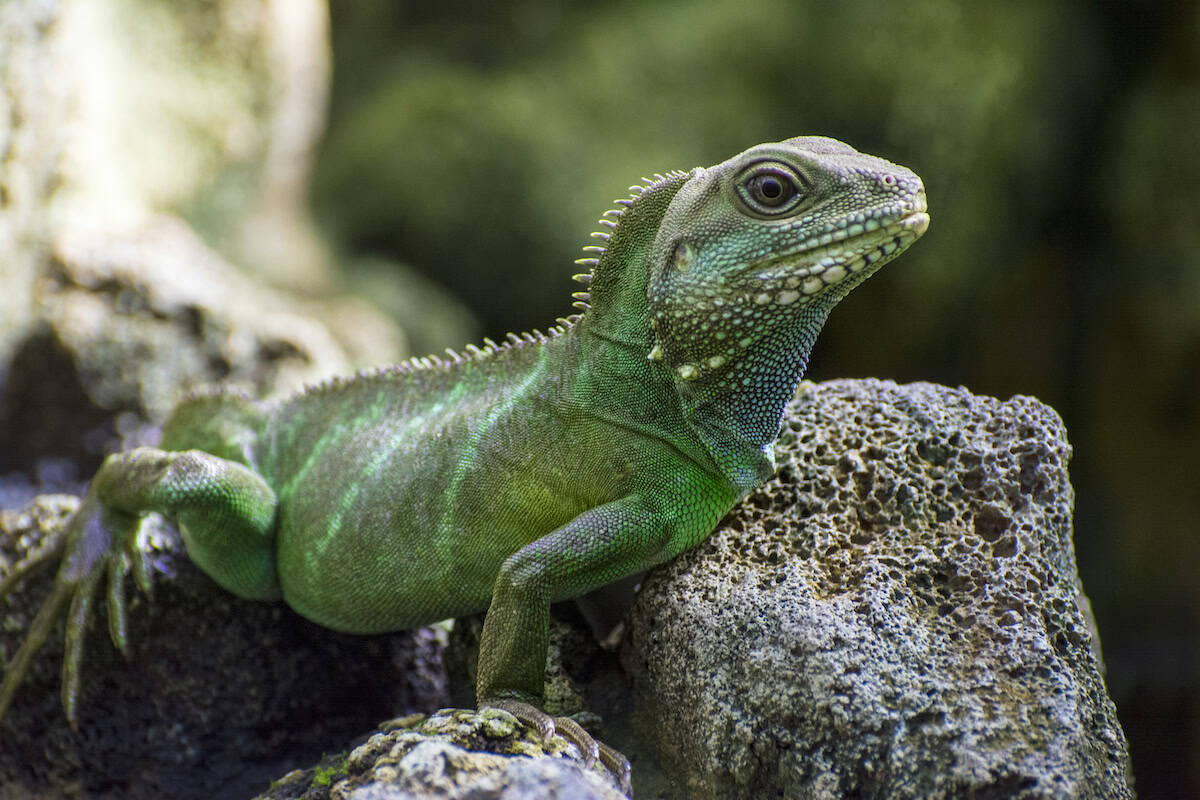 Angkor Wildlife - Asian Water Dragon