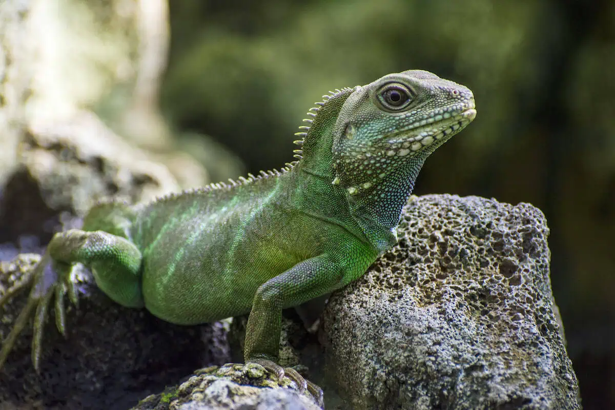 Angkor Wildlife – Asian Water Dragon Angkor Wildlife - Asian Water Dragon