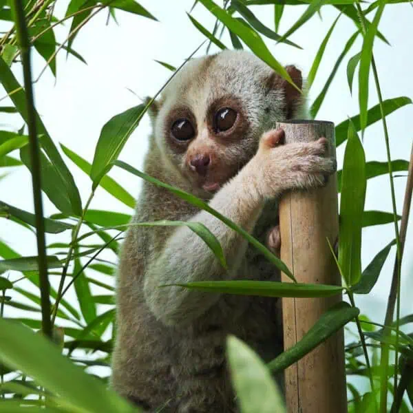 Angkor Wildlife - Bengal Slow Loris