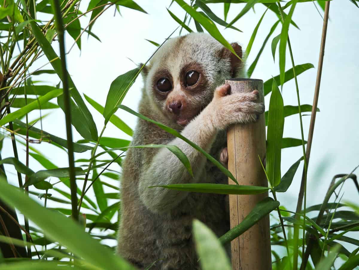 Angkor Wildlife - Bengal Slow Loris