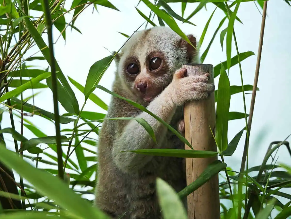Angkor Wildlife – Bengal Slow Loris Angkor Wildlife - Bengal Slow Loris