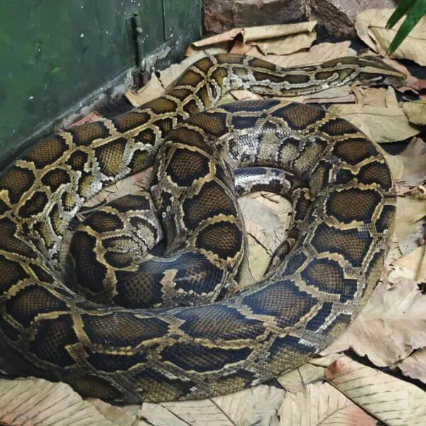 Angkor Wildlife - Burmese Python
