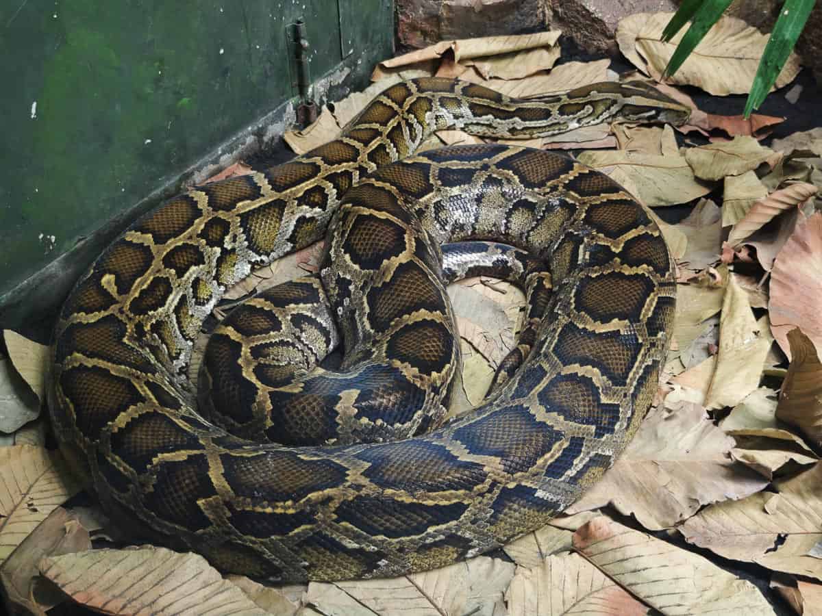 Angkor Wildlife - Burmese Python