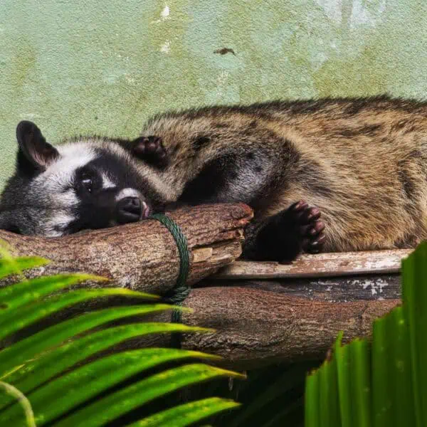 Angkor Wildlife - Common Palm Civet