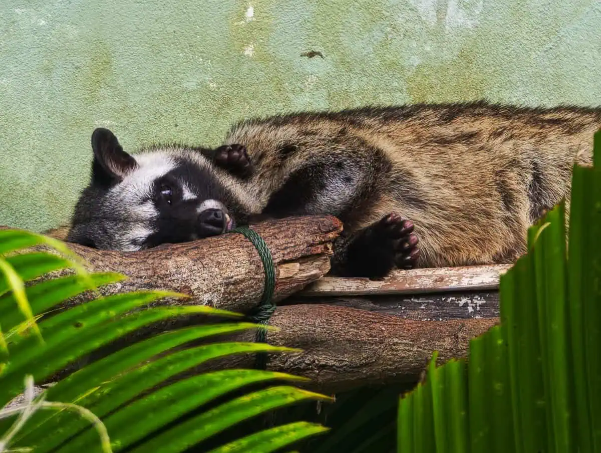 Angkor Wildlife – Common Palm Civet Angkor Wildlife - Common Palm Civet
