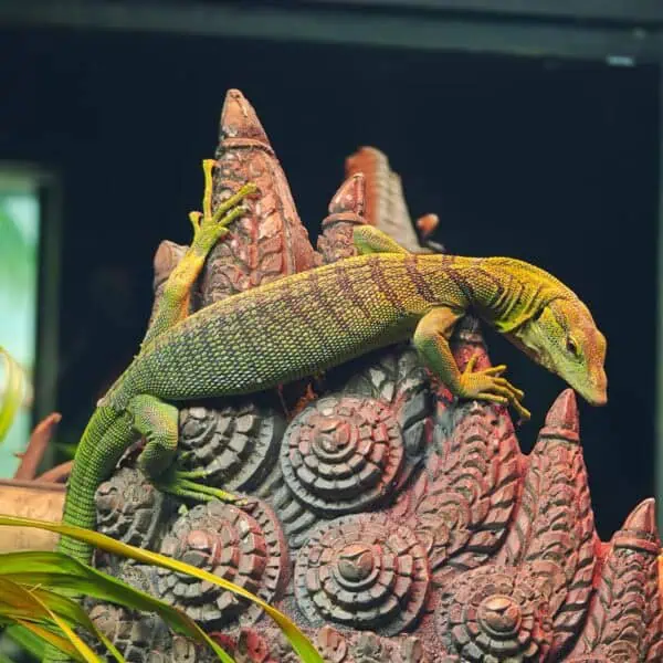 Angkor Wildlife - Green Tree Monitor Lizard