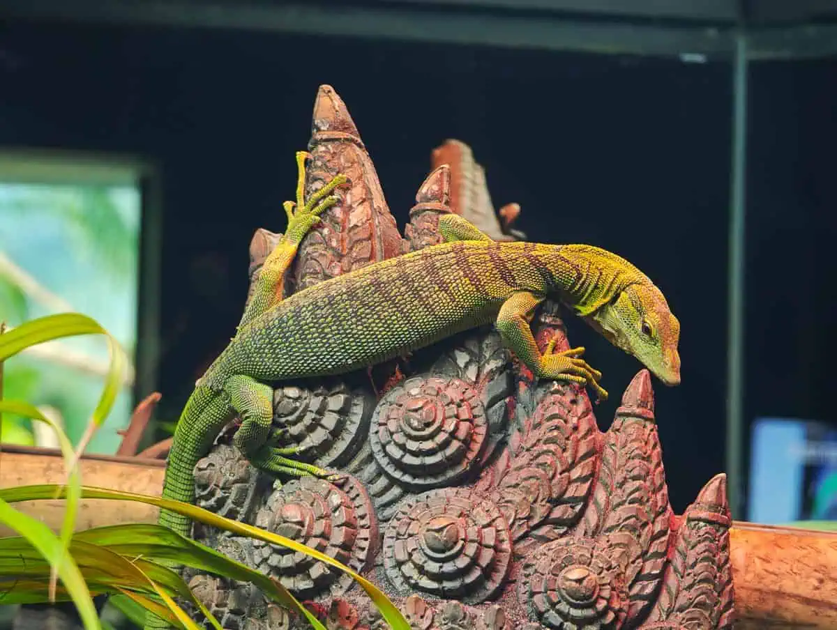 Angkor Wildlife – Green Tree Monitor Lizard Angkor Wildlife - Green Tree Monitor Lizard