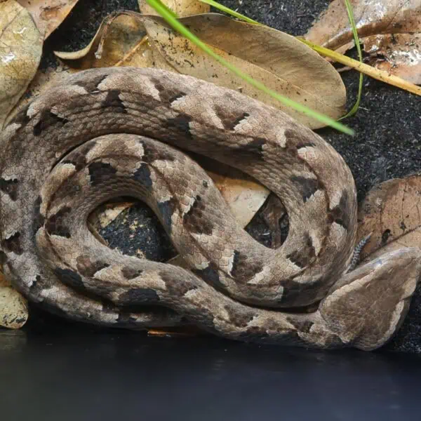 Angkor Wildlife - Malayan Pit Viper