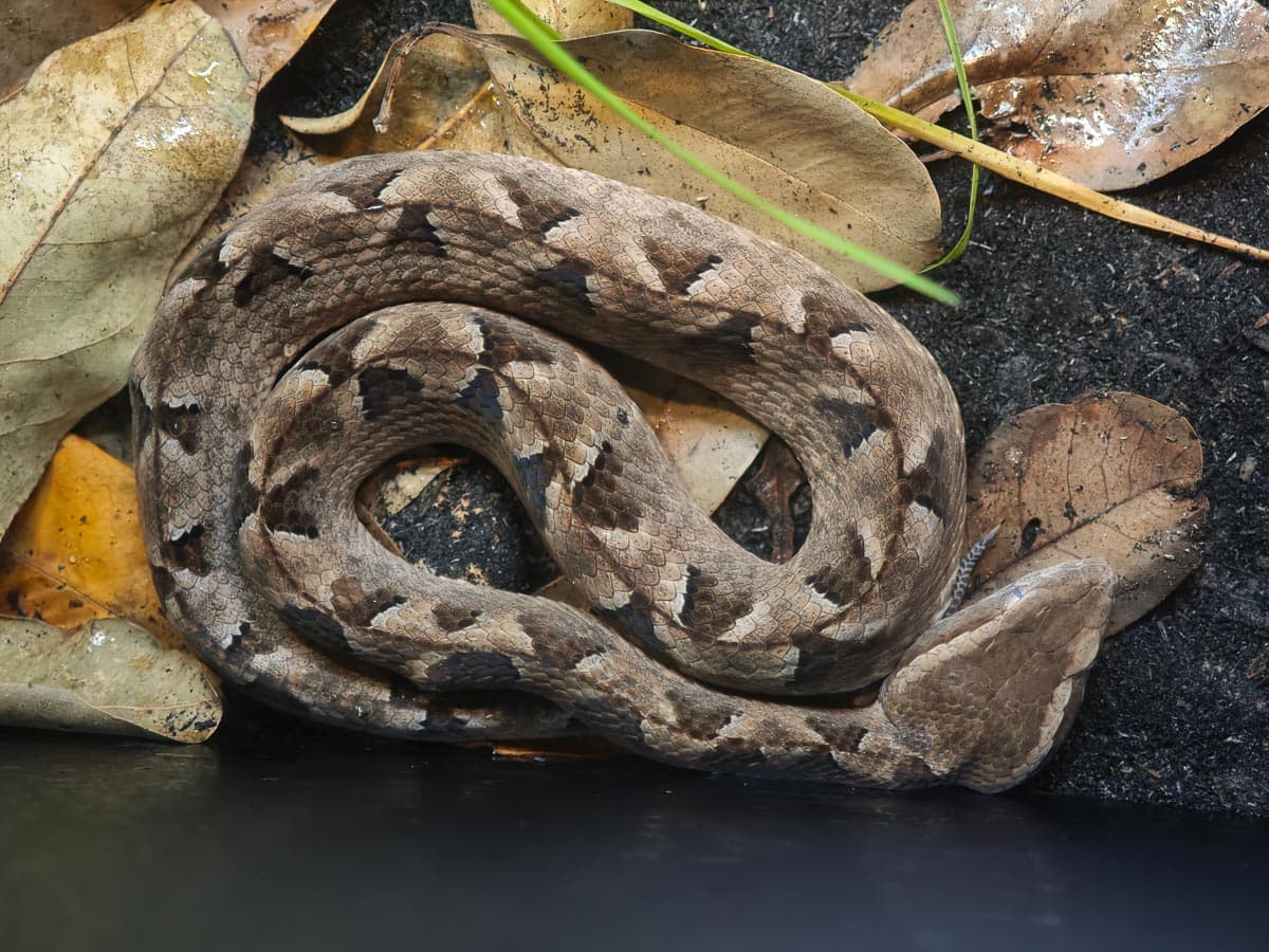 Angkor Wildlife - Malayan Pit Viper