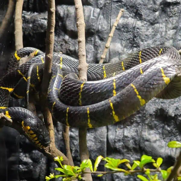 Angkor Wildlife - Mangrove Snake
