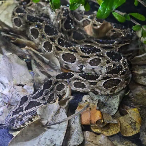 Angkor Wildlife - Siamese Russell's Viper