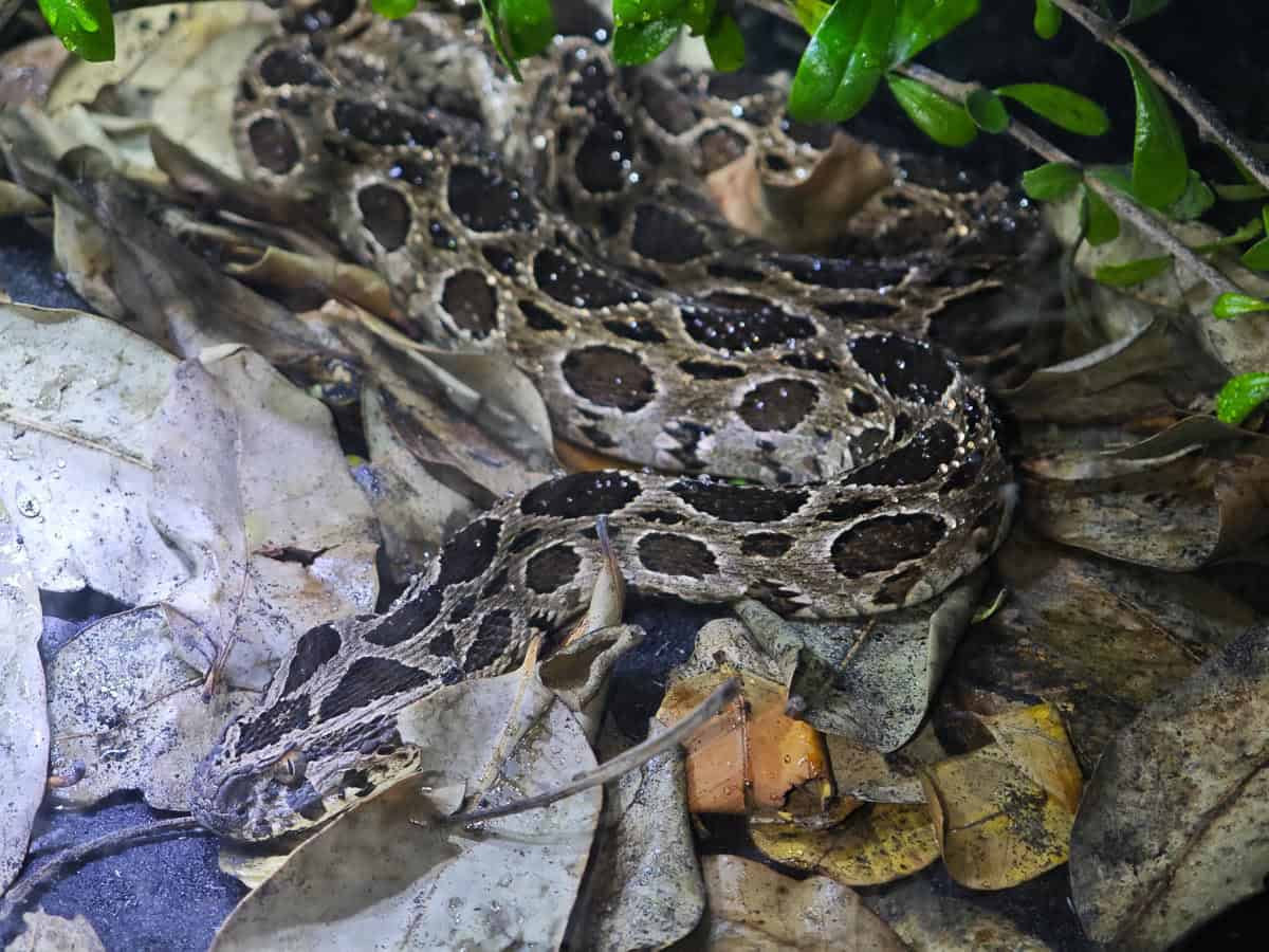 Angkor Wildlife – Siamese Russell’s Viper Angkor Wildlife - Siamese Russell's Viper