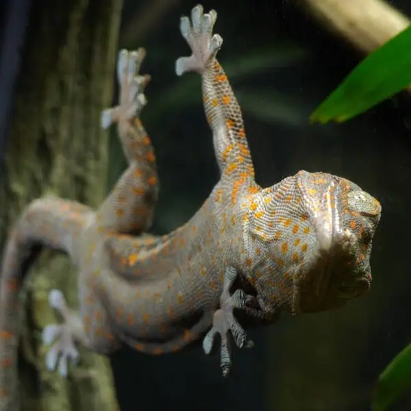 Angkor Wildlife - Tokay Gecko
