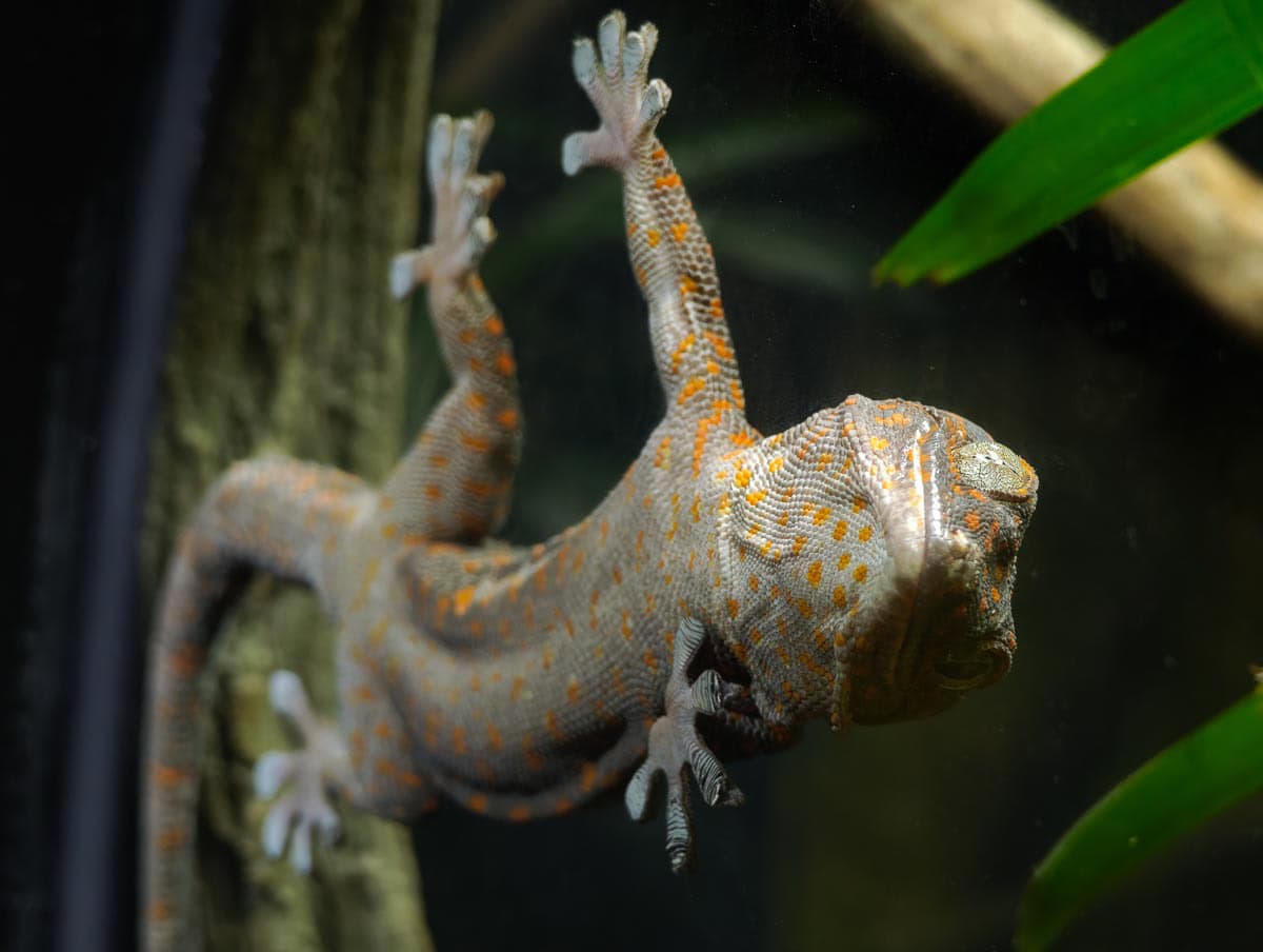 Angkor Wildlife - Tokay Gecko
