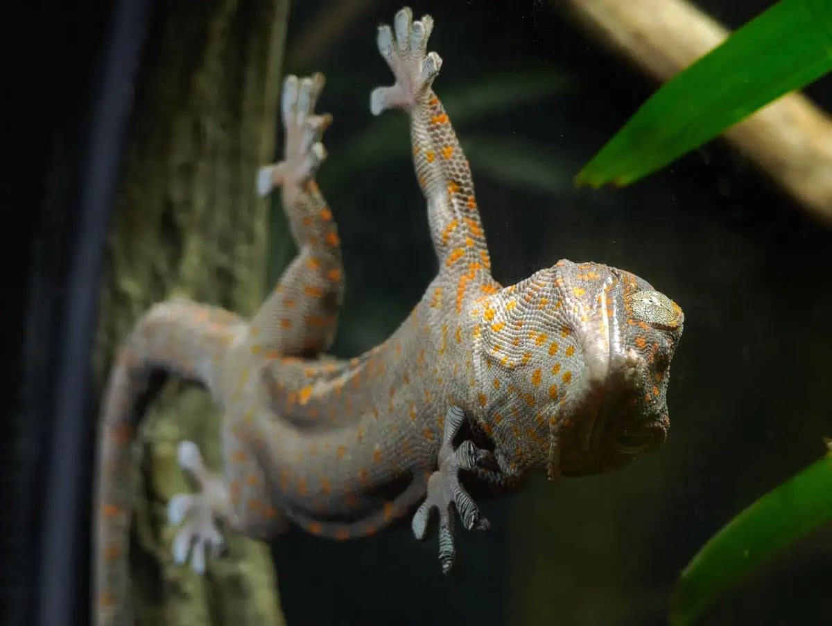 Angkor Wildlife – Tokay Gecko Angkor Wildlife - Tokay Gecko