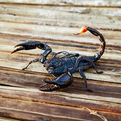 Asian Forest Scorpion