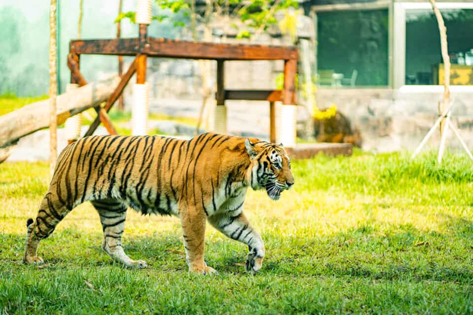 Bengal Tiger