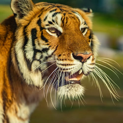 Bengal Tiger