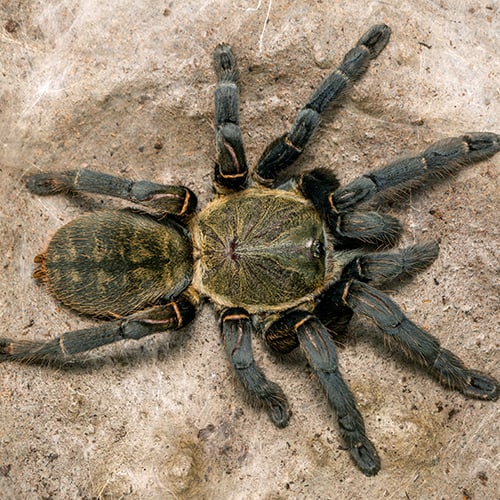 Earth Tiger Tarantula
