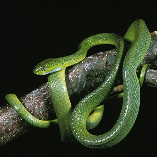 Green Cat Snake