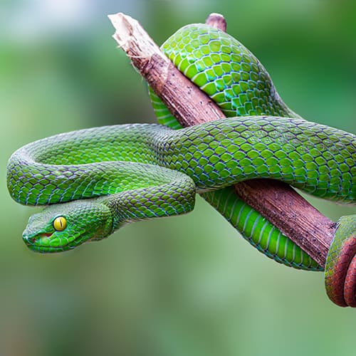 Green Tree Viper