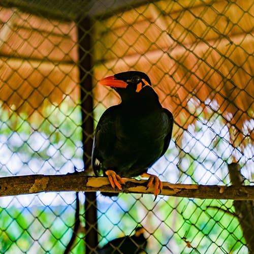 Hill Myna