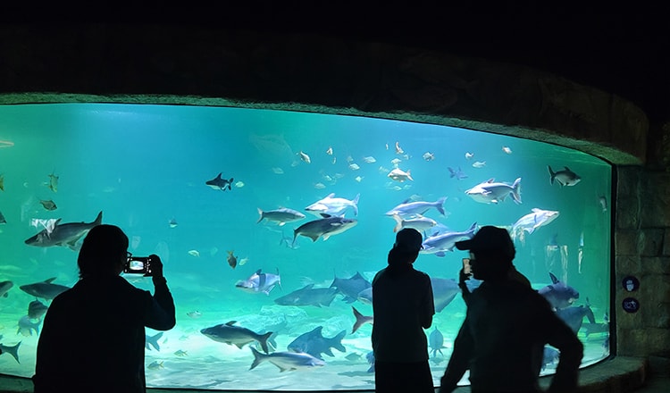Sharks and marine life at Angkor Wildlife & Aquarium in Cambodia.