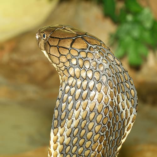 King Cobra