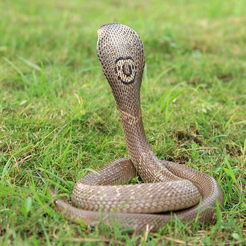 Monocled Cobra
