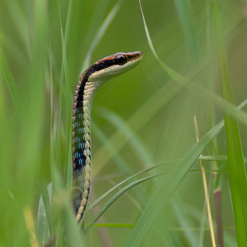 Painted Bronzeback Tree Snake