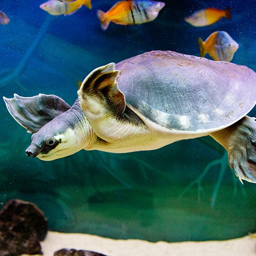 Pig-Nosed Turtle