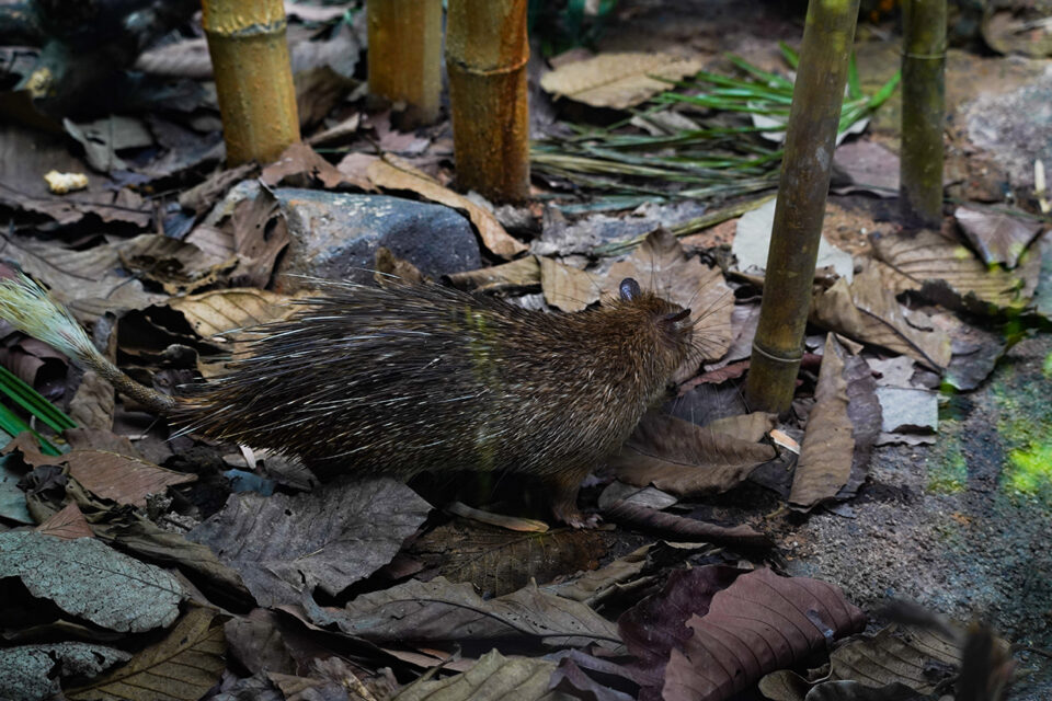Porcupine