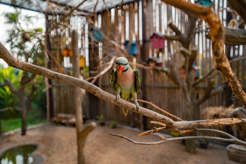 Red-Breasted Parakeet