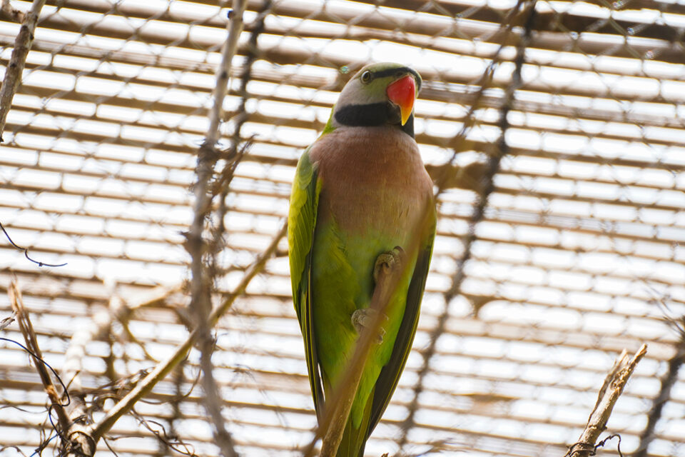 Red-Breasted Parakeet