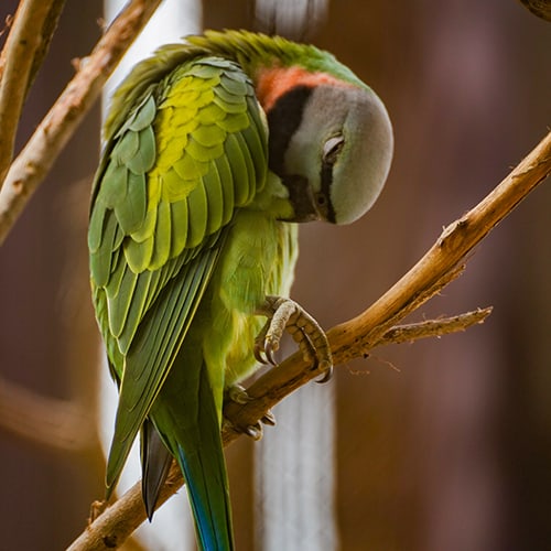 Red-Breasted Parakeet