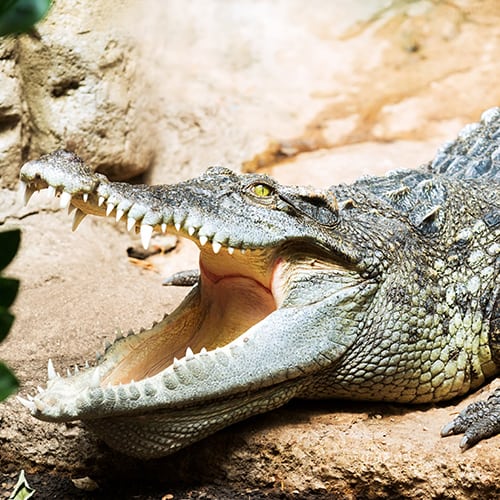 Siamese Crocodile