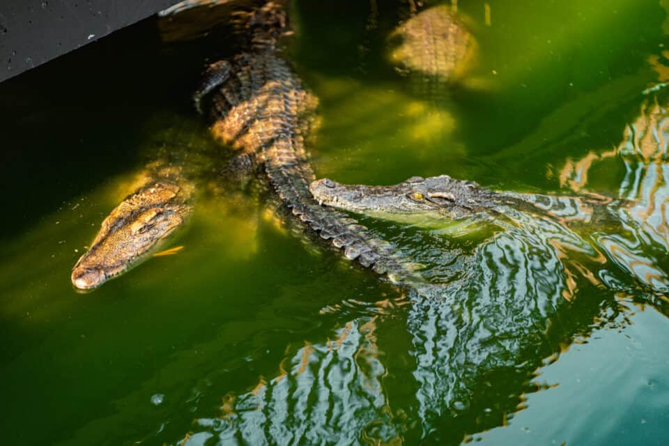 Siamese Crocodile