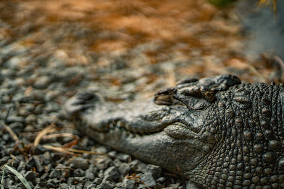 Siamese Crocodile