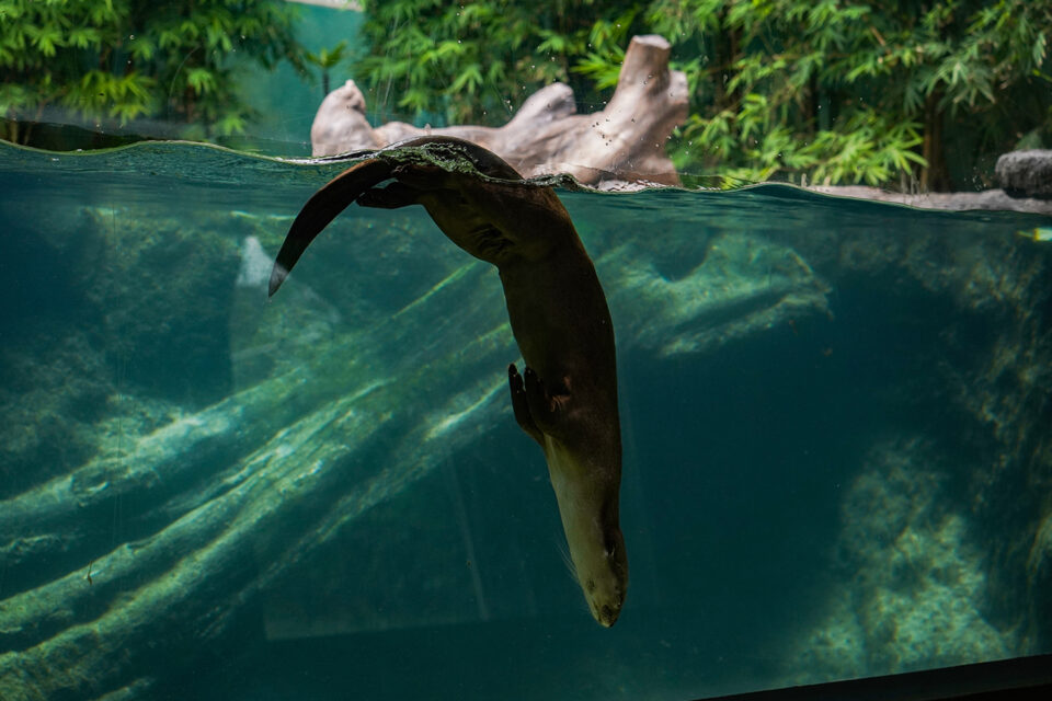 Smooth Coated Otter
