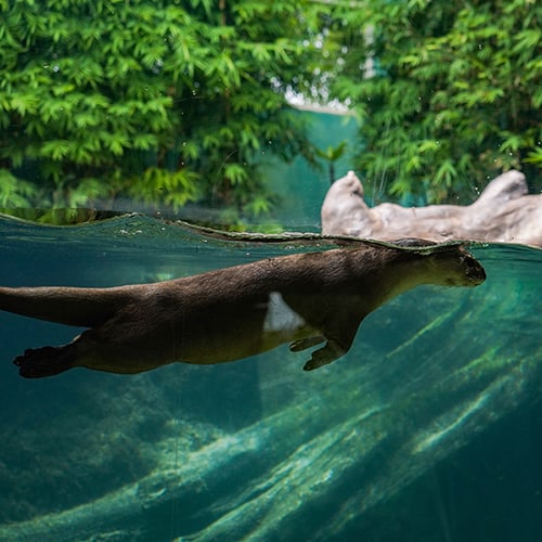 Smooth Coated Otter