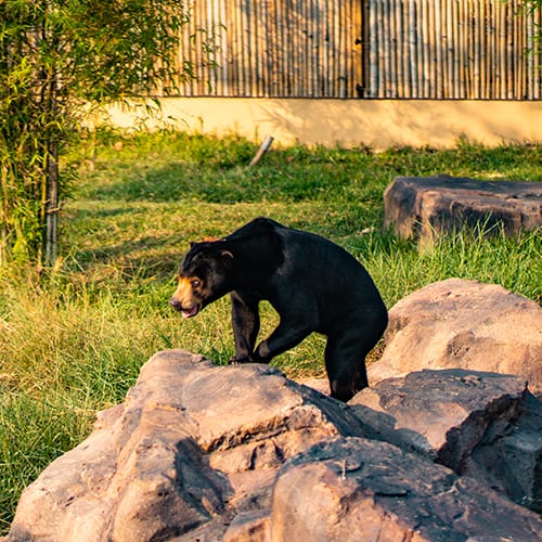 Sun Bear