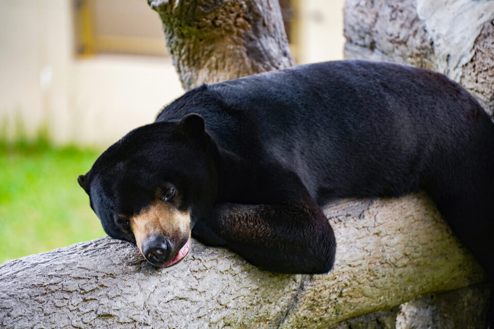 Sun Bear