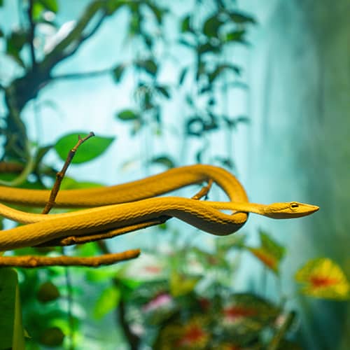Vine Snake