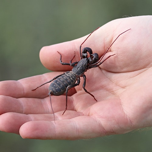 Vinegaroon